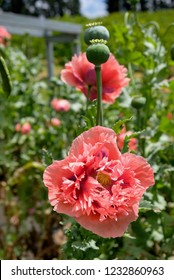 Papaver Paeoniflorum / Opium Poppy / Bread Seed Poppy