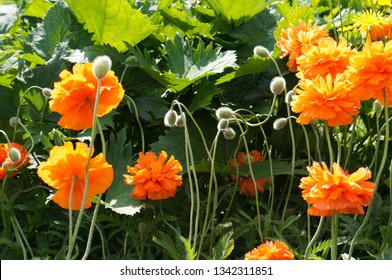 Papaver Paeoniflorum Or Peony Poppy Orange Flowers In Garden