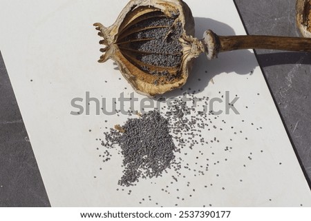 Image, Stock Photo poppy seed capsules plants