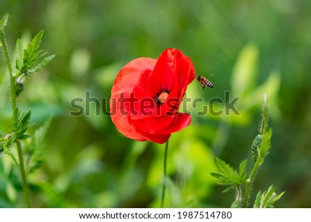 Papaver rhoeas or common poppy, corn poppy or red poppy is an annual herbaceous species of flowering plant in the poppy family,  Papaveraceae, with red petals and capsule and flying bee pollinating it