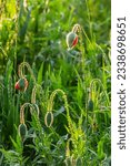 Papaver rhoeas or common poppy, red poppy is an annual herbaceous flowering plant in the poppy family, Papaveraceae, with red petals.