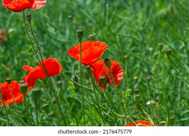 Papaver Rhoeas, Corn Poppy, Corn Rose, Field Poppy, Flanders Poppy, Red Poppy, Red Weed, Coquelicot, In The Summer Meadow. Natural Background.