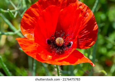 Papaver Rhoeas, Corn Poppy, Corn Rose, Field Poppy, Flanders Poppy, Red Poppy, Red Weed, Coquelicot, In The Summer Meadow. Natural Background.