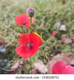 Papaver Rhoeas, Garden Weed With Bright Red Flowers Also Known As Common Poppy