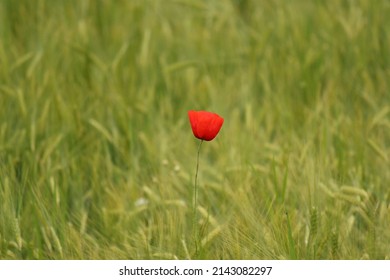 Papaver Rhoeas, One Poppy Flower In The Middle Of An Unripe Green Cereal Field, Female Beauty Of A Flower, Red Color Of A Flower