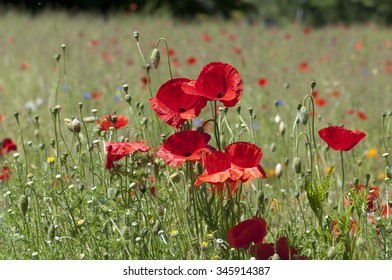 Papaver; Rhoeas; Poppy; 