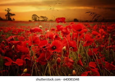 Papaver Rhoeas Or Poppy