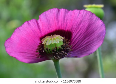 Papaver With Seed Head