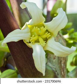 Papaya Flower