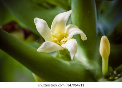 Papaya Flower