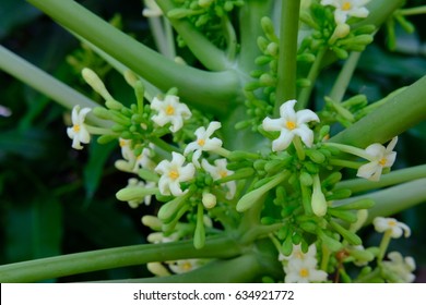 Papaya Flower