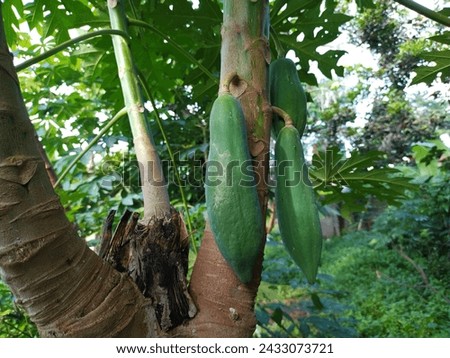 Papaya fruit grows long on papaya trees. Papaya fruits growing on tree