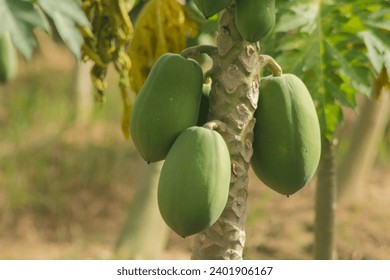 Papaya fruit on papaya tree in farm. green papaya on tree. - Powered by Shutterstock