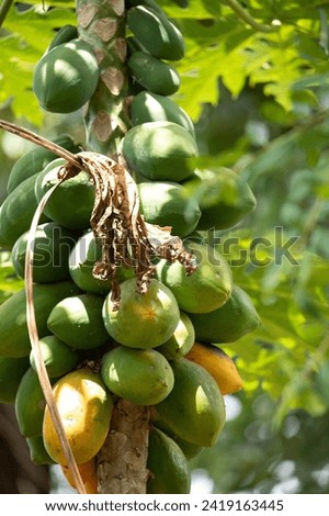 papaya fruit on papaya tree in farm. many ripening green fruits at the top of the tree around the trunk