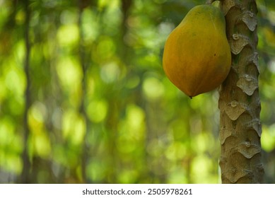 papaya fruit still hanging on the tree - Powered by Shutterstock