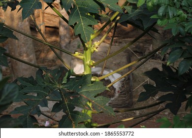 Papaya fruit tree natural photo 