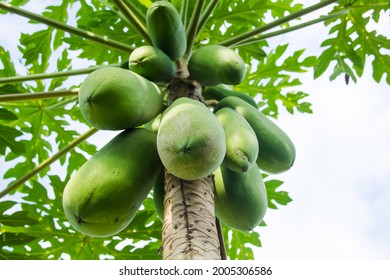 ์New! 1small  plant glod papaya  THAILAND