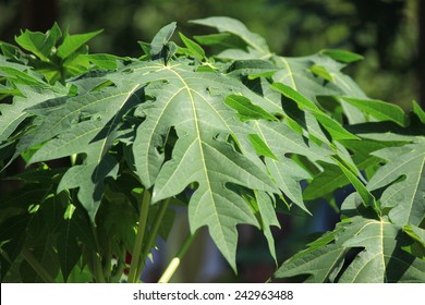 Papaya Leaf