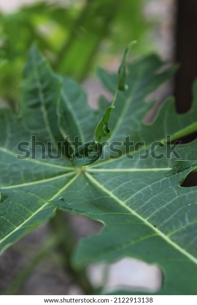 papaya leaf (\
carica papaya ) is part of caricaceae family, brassicales ordo, can\
be used as vegetales or\
herbs