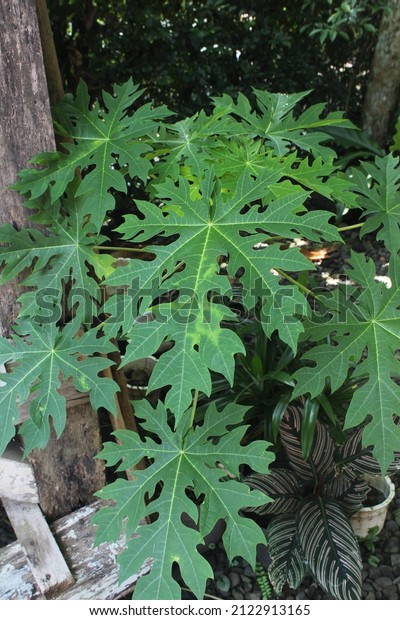 papaya leaf (\
carica papaya ) is part of caricaceae family, brassicales ordo, can\
be used as vegetales or\
herbs