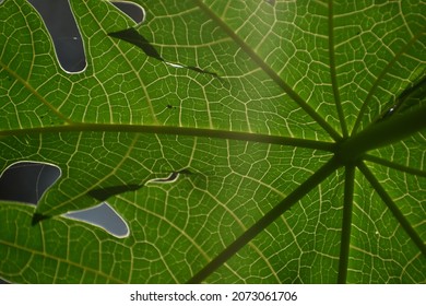 Papaya Leaf With Distinctive Vain Pattern 