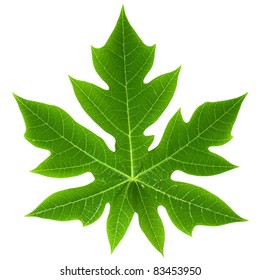 Papaya Leaf Isolated