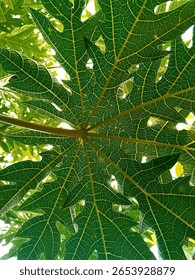 Papaya leaf texture seen from below