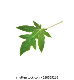 Papaya Leaves