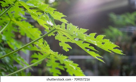 Papaya Leaves