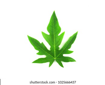 Papaya Leaves On White Background