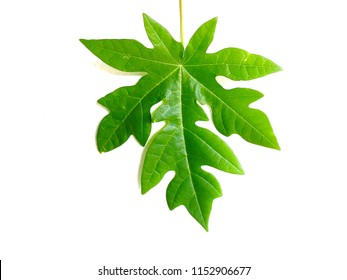 Papaya Leaves On White Background