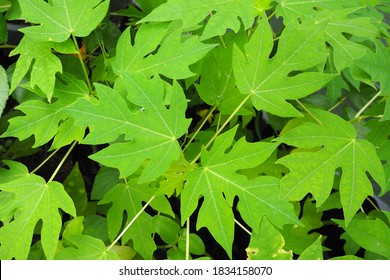 Papaya Leaves In Thai Garden