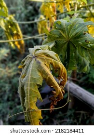 Papaya Leaves Wilt And Turn Yellow. Unhealthy Plant 