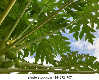 Papaya On Plant The Papaya Tree