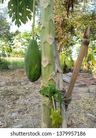 
Papaya is on the tree - Shutterstock ID 1379957186