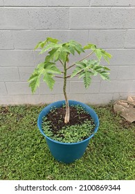 A Papaya Plant Growing In A Blue Pot In The Garden