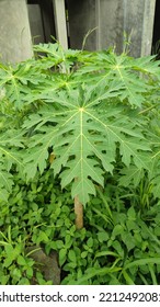 A Papaya Plant In The Middle Of Other Plants