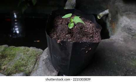 Papaya Plant Seeds Planted In Polybag Media