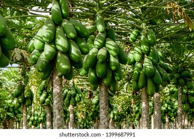 Papaya Plantation In A Group Of Tress Full Of The Fruit Photo