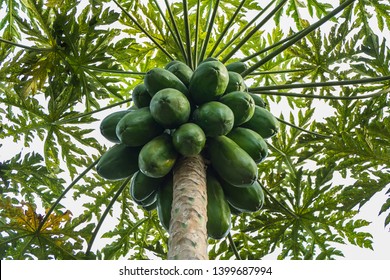 Papaya Plantation In A Group Of Tress Full Of The Fruit Photo