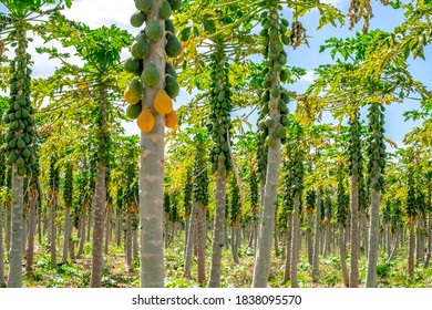 Papaya Plantation, Kauai, Hawaii, USA.