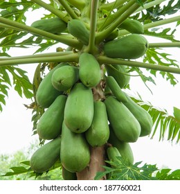 Pawpaw Tree Images, Stock Photos u0026 Vectors  Shutterstock