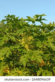 Papaya tree flowering with delicate blossoms