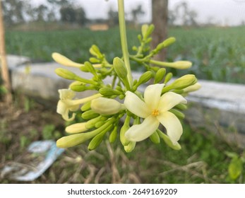 Papaya Tree Flowers. A cluster of cream-colored papaya flowers and buds blooming on a branch, with a blurred green field in the background.