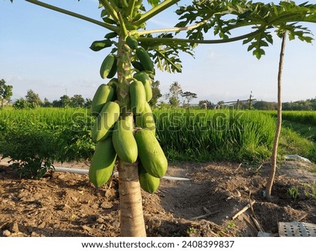 papaya tree.  papaya fruit farming.  green papaya