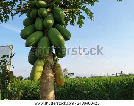 papaya tree.  papaya fruit farming.  green papaya