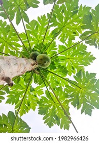 Papaya Tree With Fruits. It Is Fast Growing Tree.