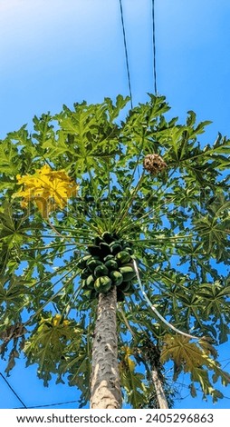 Papaya tree. Papaya fruits on the tree. Unripe papaya on the tree.