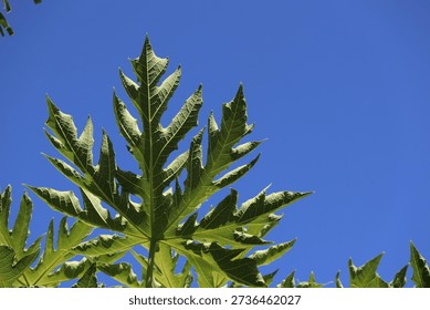 Papaya tree leaf viewed from below against blue sky