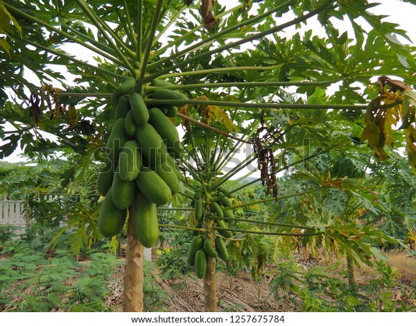 Papaya tree or pawpaw tree has booming flowers and\
green fruit. It\'s tropical fruit plant. Somtam is popular food in\
Thailand, Asia. Green papaya fruit is ingredient of Somtam or\
Papaya salad.